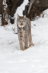 Canadian Lynx (Lynx canadensis) Looks Forward Ears Up Winter