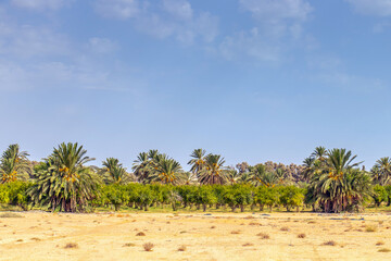 Fototapeta na wymiar Desert Wonders: Majestic Palm Trees Under the Tunisian Blue Sky