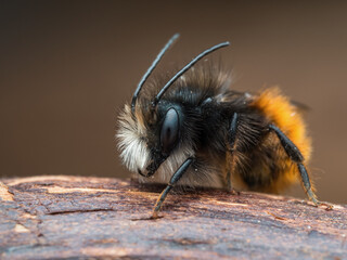 Mauerbiene #02