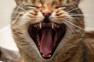 A closeup of a yawning house cat (Felis catus)