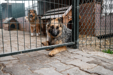 Stray dog in animal shelter waiting for adoption. Homeless dog in the shelter.