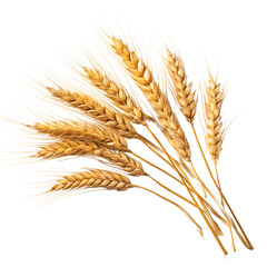 wheat