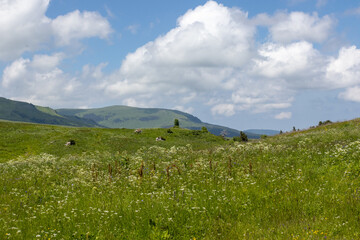 Subalpine meadows during the flowering period of plants, remnants of snow cover on the northern macrosclines of the mountains.