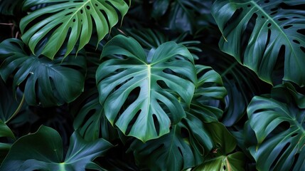 Fototapeta na wymiar Monstera Greenery: Lush Foliage and Organic Patterns in Dark Tone Background