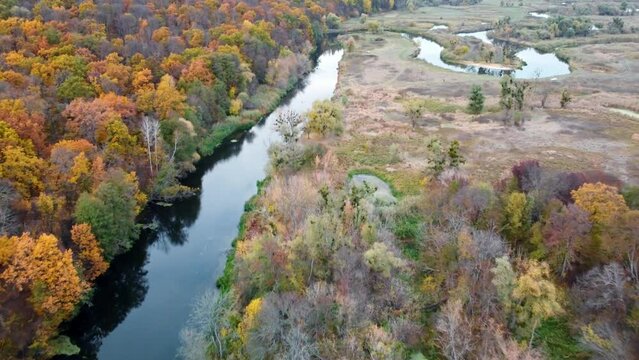 Aerial backwards flight above river with vibrant colorful trees on riverbanks. Autumn on Siverskyi Donets river with calm water
