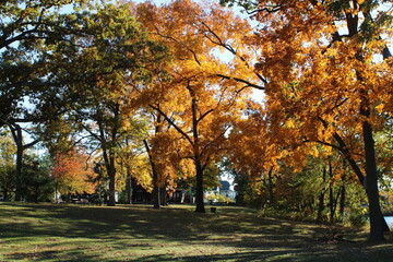 Naklejka premium autumn park in the park