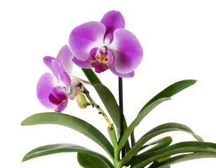 Orchidee blume isoliert auf weißem Hintergrund, Freisteller