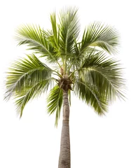 Türaufkleber Palme isoliert auf weißem Hintergrund, Freisteller © oxie99