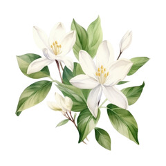 Fototapeta na wymiar Elegant Bouquet of Blooming White Jasmine Flower Botanical Watercolor Painting Illustration
