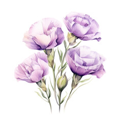 Four Light Pastel Purple Eustoma Or Lisianthus Flowers Botanical Watercolor Painting Illustration