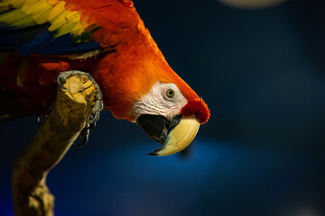 Beautiful colorful parrot. The scarlet macaw also known as Ara macao. - obrazy, fototapety, plakaty