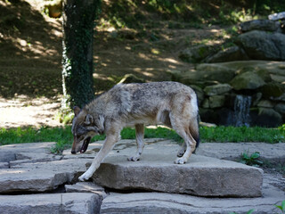 Lobo