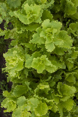 Garden with lush green salad. Fresh green salad. Top view