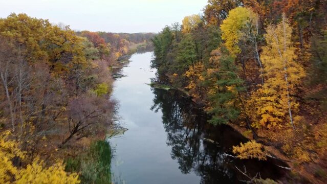 Aerial forward view above river with golden autumnal forest riverbanks. Autumn on Siverskyi Donets river with calm water in Ukraine