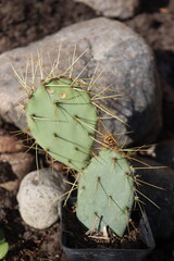 Opuntia chisoensis kaktus opuncja