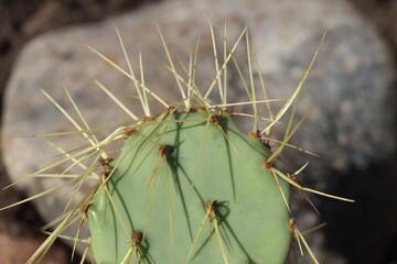 Opuntia chisoensis kaktus opuncja