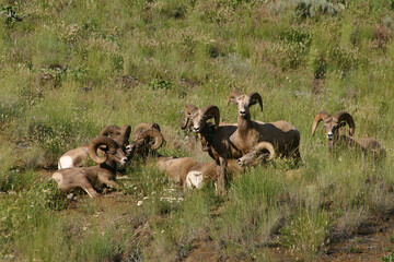 herd of wild mountain big horn sheep at Pittsburg Landing at the Snake River Gateway to Hells Canyon Idaho and Oregon