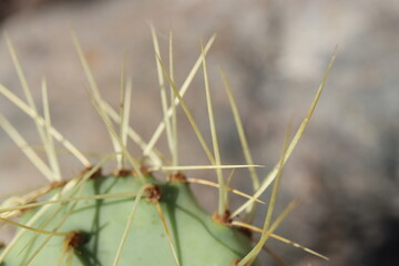 kaktus opuncja Opuntia chisoensis