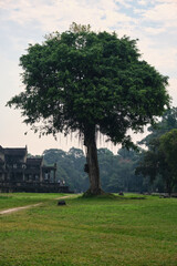 Fototapeta na wymiar angkor wat temples in cambodia