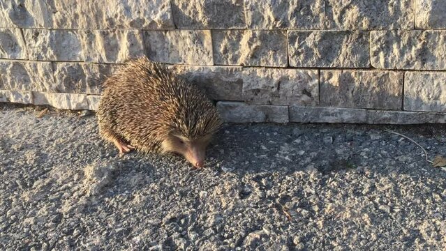 Hedgehog in the city during the day