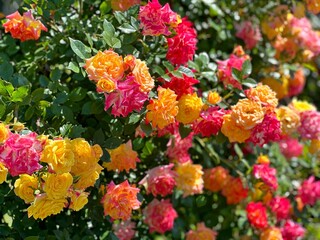 Rose climbing bush beautiful flowers roses red pink yellow blossom. - Powered by Adobe
