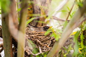 bird in the nest