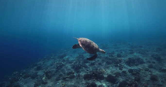 Marine life, sea turtle glides in blue ocean. Turtle swims underwater in crystal sea