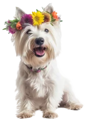 Foto op Canvas A happy sitting white highland terrier dog wearing a flower crown isolated on a transparent background © Flowal93