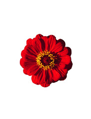 A Red Zinnia in Bloom

