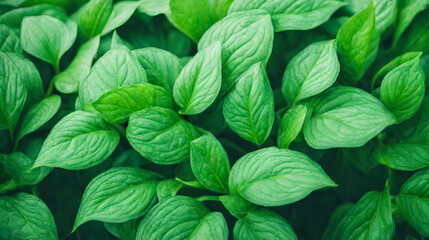 Green Leaves Nature Wallpaper Background, A vibrant green leafy plant up close, Green nature leaves, Natures beauty top view of green leaves with intricate textures