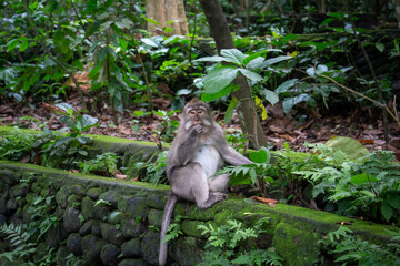 A monkey sitting on a stone wall amidst lush greenery.