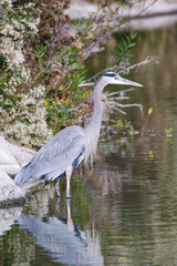 Great Blue Heron perched on a rock by pond