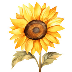 Sunflower watercolor painting isolated on transparent background