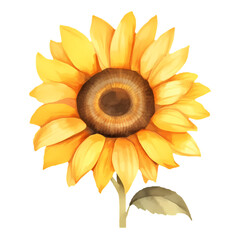 Sunflower watercolor painting isolated on transparent background