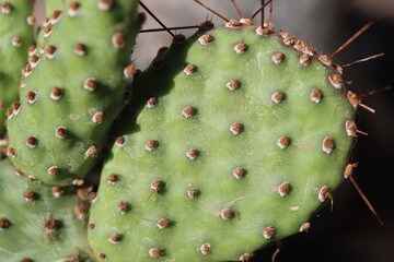 Opuntia basilaris var. ramosa opuncja kaktus