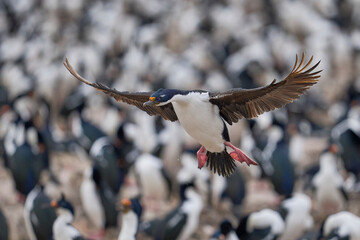 Imperial Shag (Phalacrocorax atriceps albiventer) coming in to land in the large colony on Bleaker...