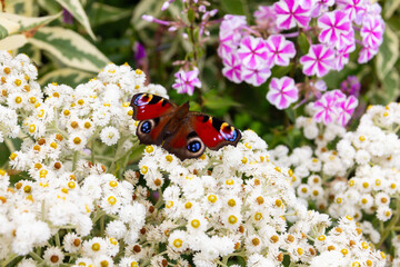 Beautiful brightly coloured Peacock butterfly suns itself on flowers on sunny summers day its wings spread open to enjoy the heat on its body.