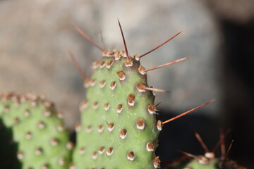 Opuntia basilaris var. ramosa opuncja kaktus