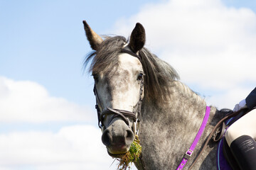 Close up head shot of dapple grey horse set against the sky.