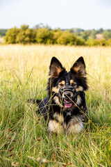 Beautiful muzzled German shepherd dog lies in grassy field whilst out for exercise, enjoying freedom but kept safe by muzzle.