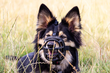Muzzled German Shepherd dog lies in grassy field whilst out for exercise, the muzzle prevents the dog biting other dogs or animals they may meet on walk. - Powered by Adobe