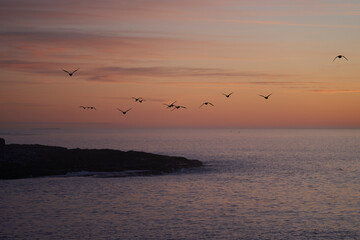 Imperial Shag (Phalacrocorax atriceps albiventer) head into the dawn of a new day to find food...
