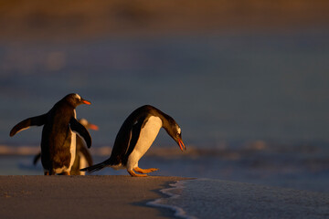 Gentoo Penguin (Pygoscelis papua) going to sea to find food after spending the night at their...
