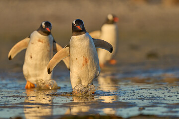 Gentoo Penguin (Pygoscelis papua) walking through a shallow pool of water on the way to the sea on...