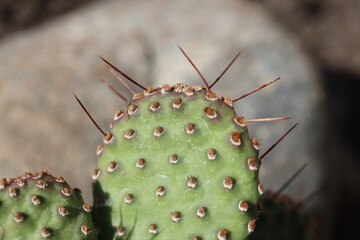 Opuntia basilaris var. ramosa opuncja kaktus - obrazy, fototapety, plakaty