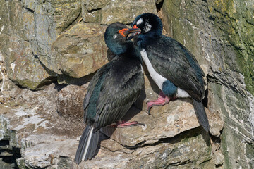 Pair of Rock Shag (Phalacrocorax magellanicus) courting on the cliffs of Bleaker Island in the...
