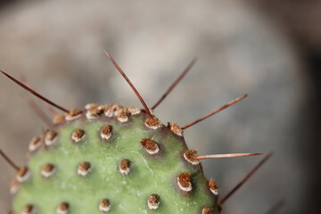 Opuntia basilaris var. ramosa opuncja kaktus
