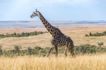 giraffe in the savannah of kenya africa