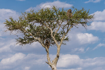 two baboons sitting on a acacia tree with blue sky background