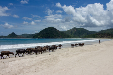 Buffaloes walking along a sandy beach with people and hills in the background under a cloudy sky
